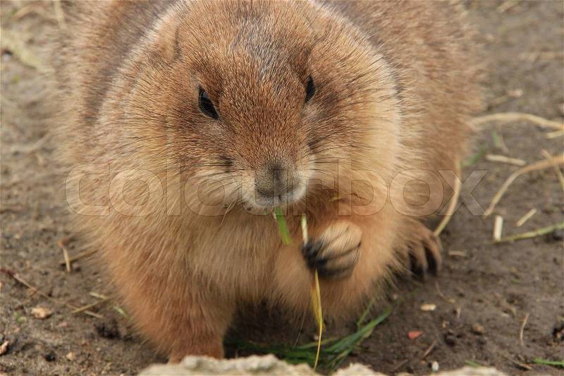 The cute prairie dog eats grass in the zoo outdoors, stock photo