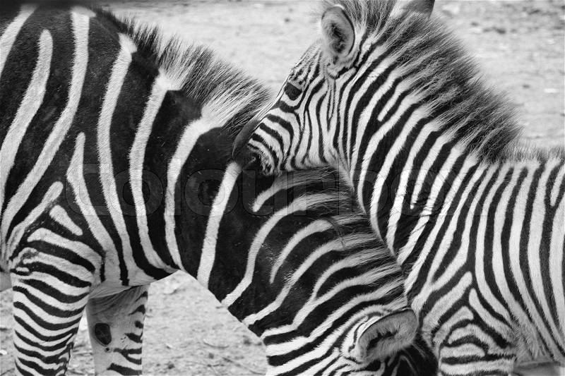 In the zoo, a young and an old zebra, walk outside in summertime in black and white, stock photo