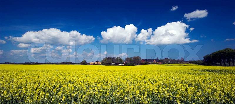 Oilseed rape field a sunny day in Denmark, stock photo
