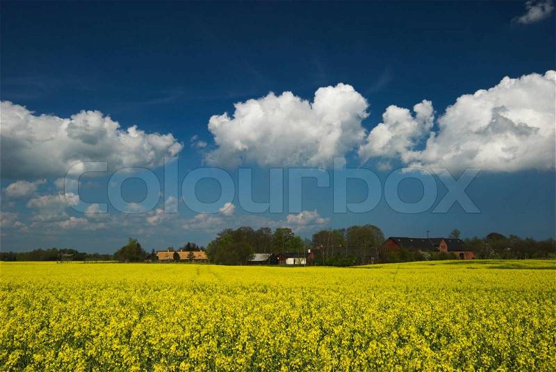 Oilseed rape field a sunny day in Denmark, stock photo