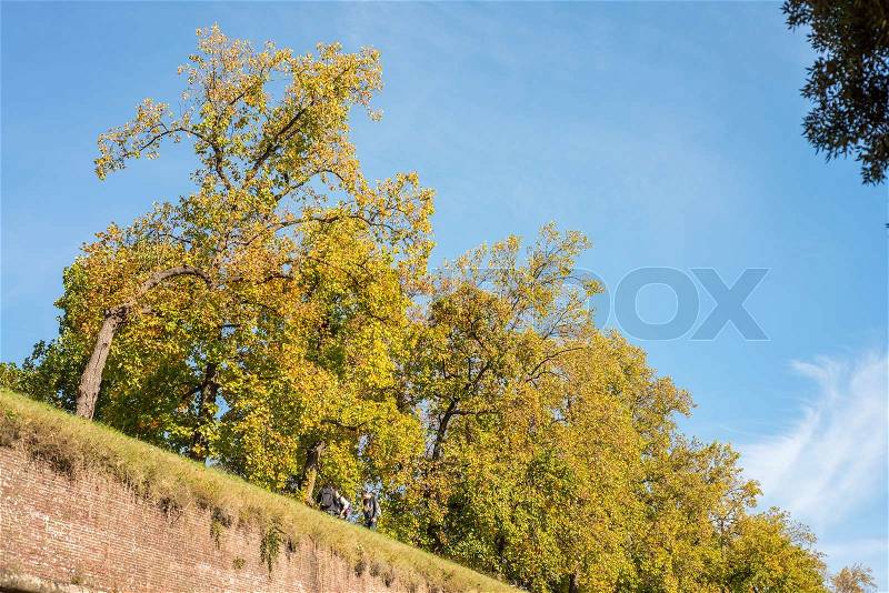Walls and trees in Lucca, Italy, stock photo