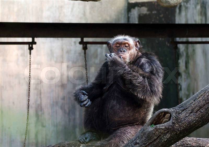 Portrait of chimpanzee in the zoo, stock photo