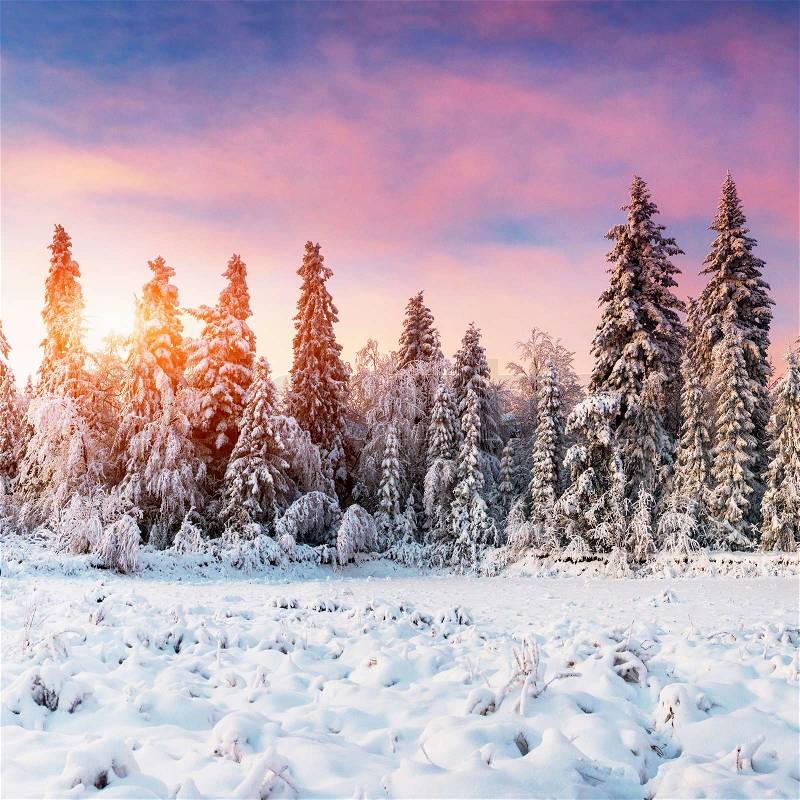 Magical winter snow covered tree, stock photo