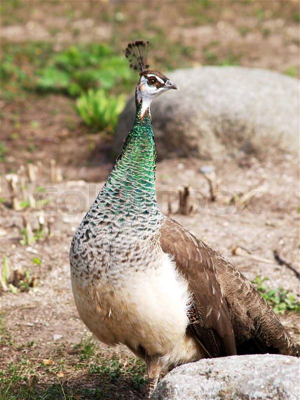 Female peacock, stock photo