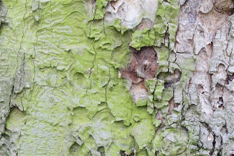 Old oak coarse bark texture, stock photo