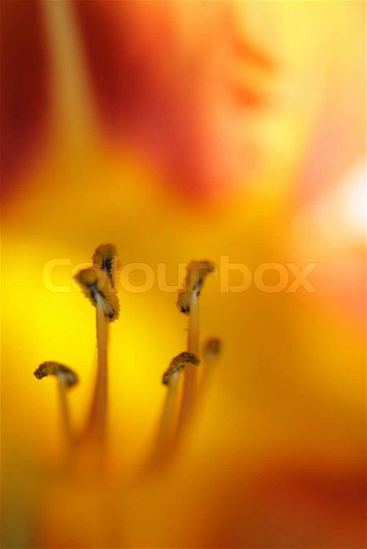 Closeup picture of flowers in a french garden, stock photo