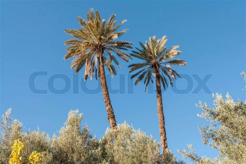Date palm trees in Morocco, Africa, stock photo