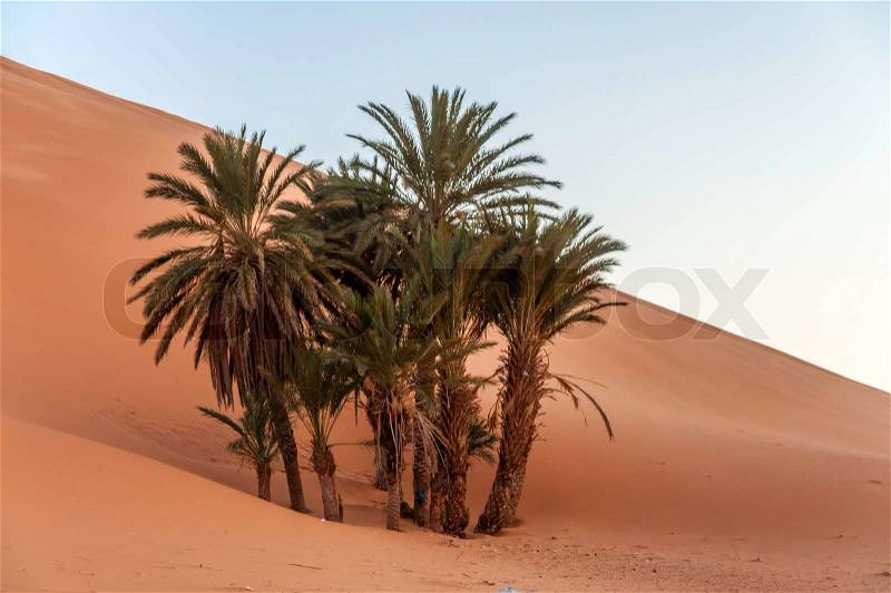 Date palm trees in the Sahara desert. Morocco, Africa, stock photo