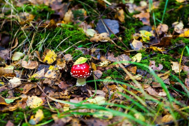 Amanita muscaria. Amanita poisonous mushroom. mushroom in the grass. beautiful red and white toadstool, stock photo