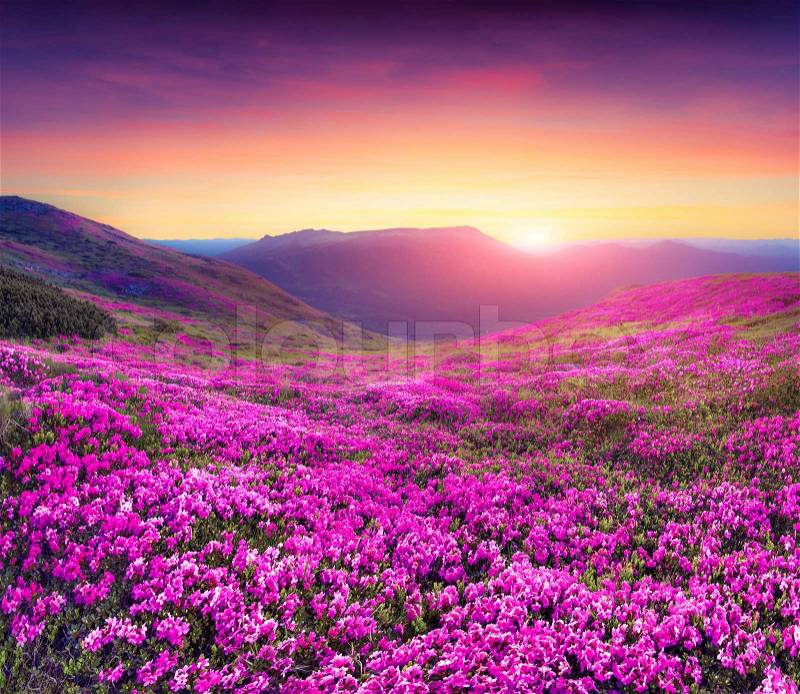 Magic pink rhododendron flowers in the mountains. Summer sunrise, stock photo