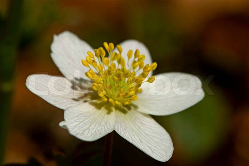 Green, nemorosa, white, wood, forest, nature, anemone, plant, background, flower, yellow, beautiful, lots, windflower, petal, spring, bloom, blooming, small, star-shaped, star, sweet, little, many, leaf, group, grow, season, outside, outdoors, windflowers