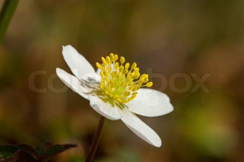 Green, nemorosa, white, wood, forest, nature, anemone, plant, background, flower, yellow, beautiful, lots, windflower, petal, spring, bloom, blooming, small, star-shaped, star, sweet, little, many, leaf, group, grow, season, outside, outdoors, windflowers