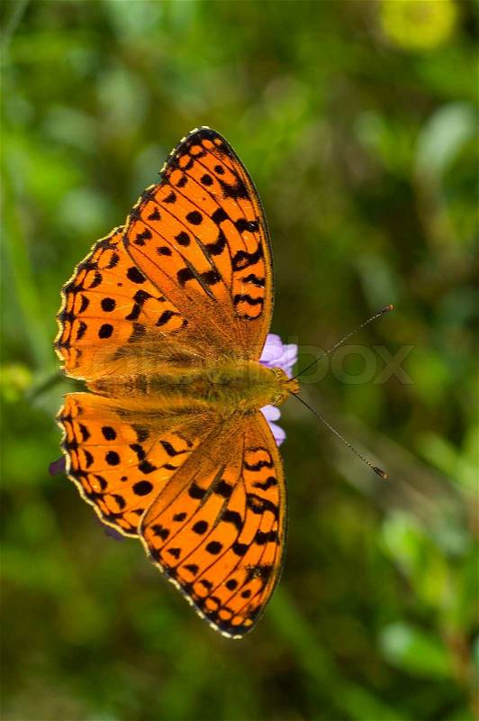 Nature, orange, insect, attractive, garden, butterfly, beautiful, plant, small, spotted, resting, single, close, green, fly, color, bright, macro, flap, beauty, antenna, yellow, wings, background, summer, wild, sunlight, pattern, light, head, open, closeu