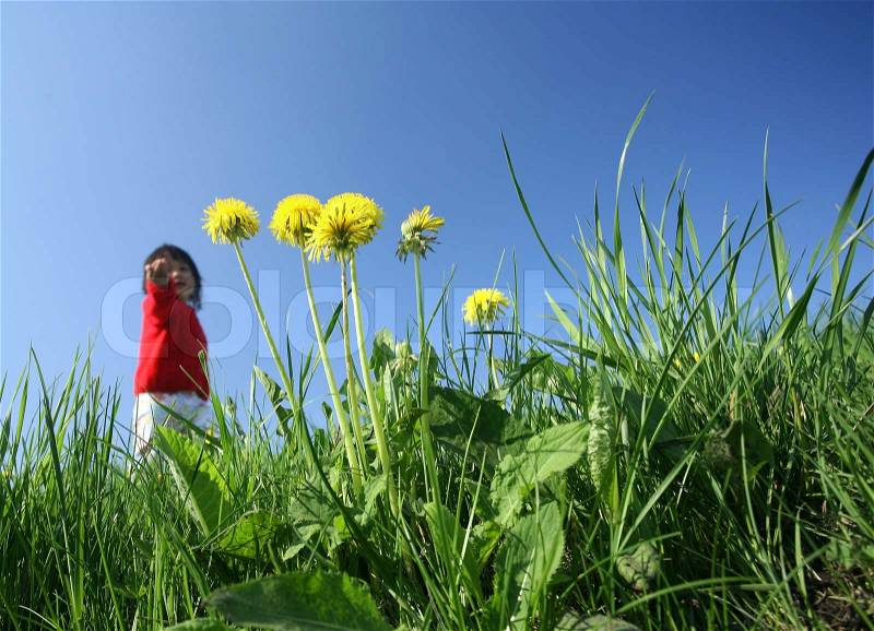 Spring in the countryside in denmark, a green field with dandelions and child playing in background, stock photo