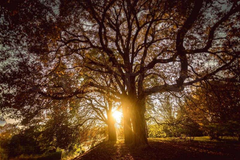Beautiful toned photo of sun shining through big tree at autumn forest, stock photo
