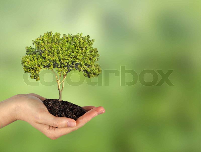 Tree in hand, stock photo