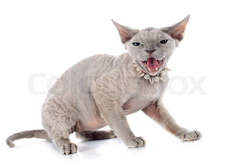 Devon rex cat in front of white background, stock photo