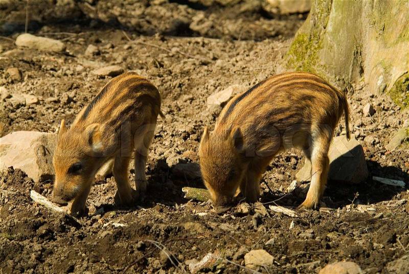 Wild, mammal, pig, animal, boar, nature, piglet, small, meat, brown, fur, animals, baby boars, youth, wild boars, zoo, wild boar, young, muddy, play, dirty, baby, standing, stripes, swine, wildlife, outside, daylight, captive, cute, dear, two, stock photo