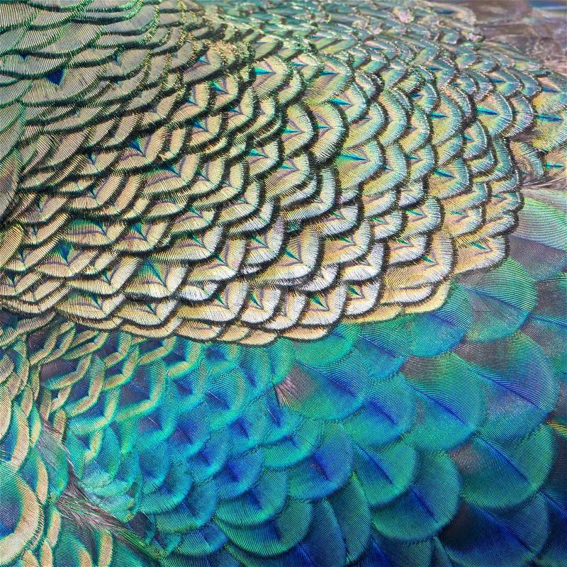 Green and blue bird plumage, green peacock feathers, texture background, stock photo