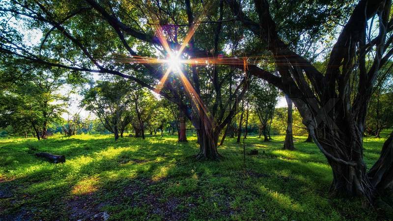 Trees in the park. The sun\'s rays through the trees, stock photo