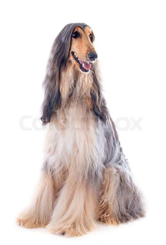Afghan Hound In Front Of White Stock Image Colourbox