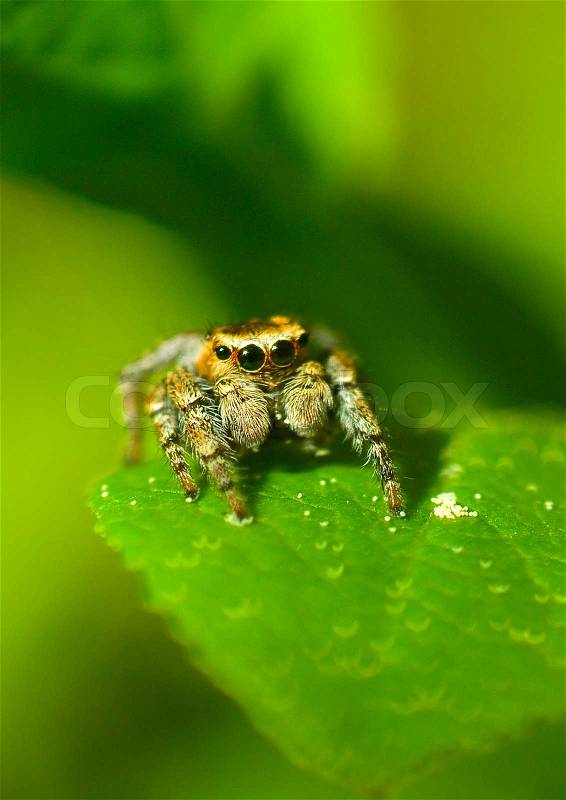Fast, spider, close-up, macro, arachnid, hairy, quick, jump, close, detail, closeup, bristle, 8-legged, 8, arachnae, bite, nasty, vivid, magnify, eyes, legged, magnified, legs, jumper spider, insect, creature, leg, jumping, green, staring, bug, curious,, 