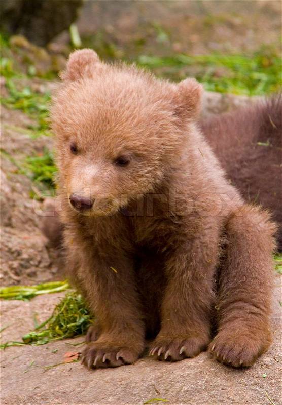 Young, bear, brown, fur, outdoors, playful, nature, predator, mammal, animal, cute, wildlife, bear photo, park, posed, news, youthful, beautiful, close-up, amazing, face, fluffy, living, captivity, animals, cub, small, one, teddy, stock photo