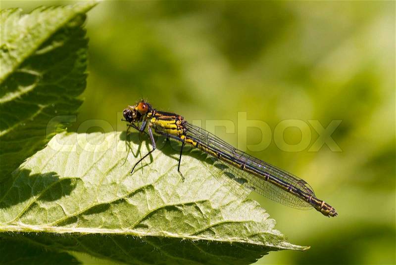 Damselfly, wildlife, nature, insect, green, macro, small, fly, water, blue, closeup, close, eating, food, leaf, animal, arthropod, insecta, detail, beautiful, eat, dragonfly, summer, flying insect, entomological, entomology, hunter, predator, hunting, pre