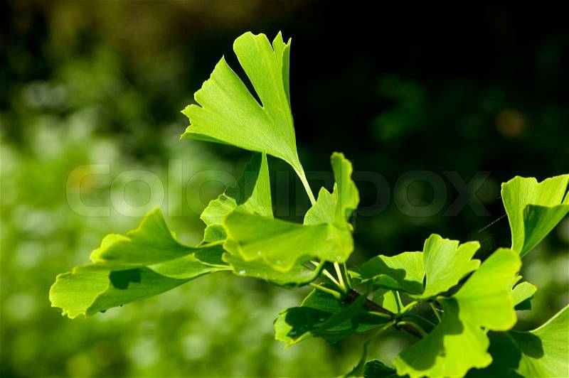 Biloba, gingko, ginkgo, tree, ginko, herbal, leaf, china, plant, foliage, green, close-up, detail, japan, herb, healthcare, ginkobiloba, healthy, bright, branch, chinese, drug, culture, color, colored, texture, vibrant, ginkgo biloba leaf, nature, outdoor