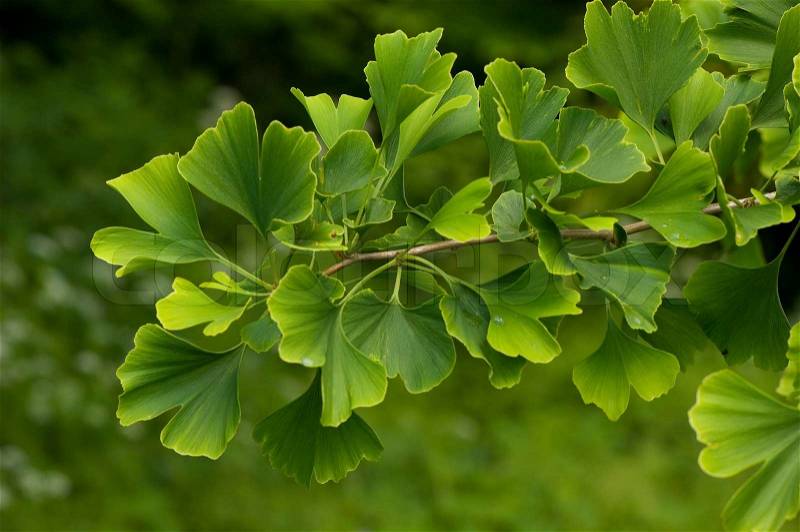 Biloba, gingko, ginkgo, tree, ginko, herbal, leaf, china, plant, foliage, green, close-up, detail, japan, herb, healthcare, ginkobiloba, healthy, bright, branch, chinese, drug, culture, color, colored, texture, vibrant, ginkgo biloba leaf, nature, outdoor