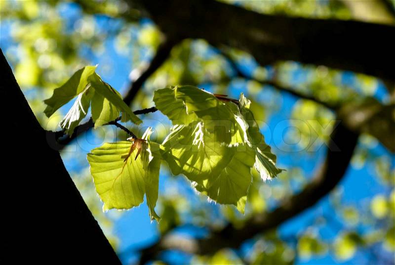 New light green leafs in a Danish springtime beech forest, stock photo