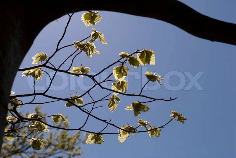 Sky blue green leafs in Danish springtime beech forest, stock photo