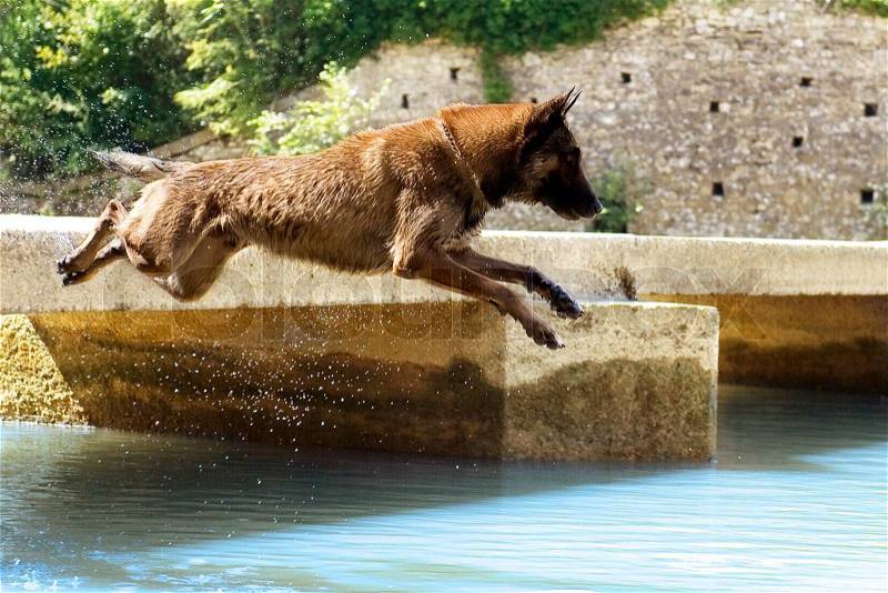 Picture of a purebred belgian sheepdog malinois who jumping in the river, stock photo