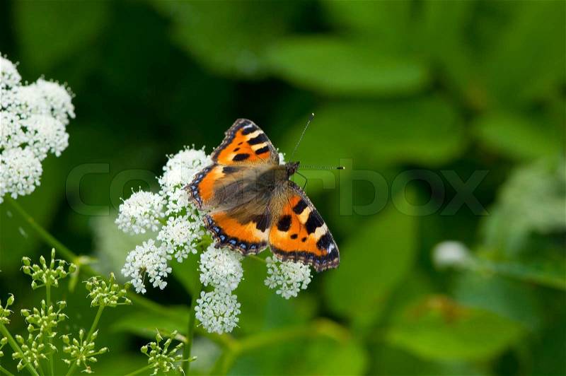 Nature, macro, orange, plant, insect, butterfly, beautiful, flower, green, wildlife, wild, summer, head, wing, pattern, close, closeup, brown, background, black, yellow, red, close-up, colorful, sunlight, feed, fauna, invertebrate, arthropoda, body, wings