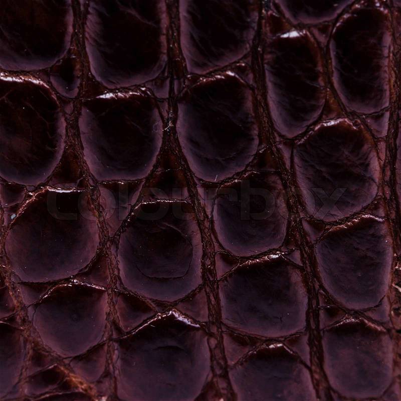 Crocodile bone skin texture background, stock photo