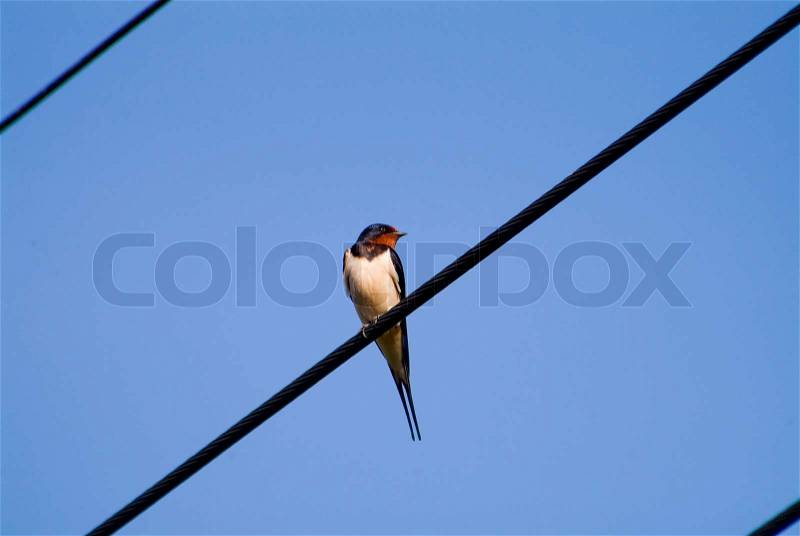 Swallow, sky, line, wire, nature, bird, sitting, blue, day, black, cable, wings, wildlife, bright, red, shiny, wild, beautiful, white, fly, outdoor, sit, high, freedom, outdoors, life, birds, animals, feather, looking, denmark, europe, stock photo