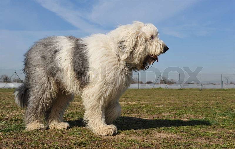 Purebred Old English Sheepdog upright in a garden, stock photo