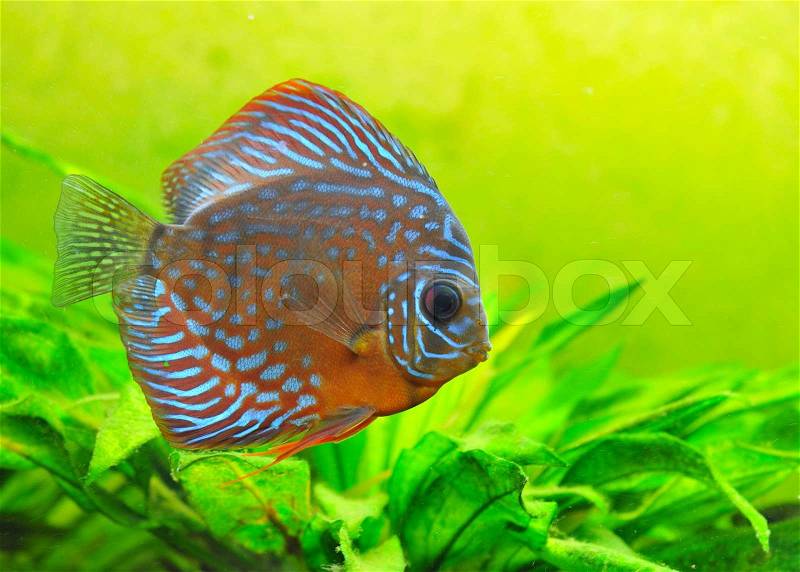 Portrait of a blue tropical Symphysodon discus fish in an aquarium, stock photo