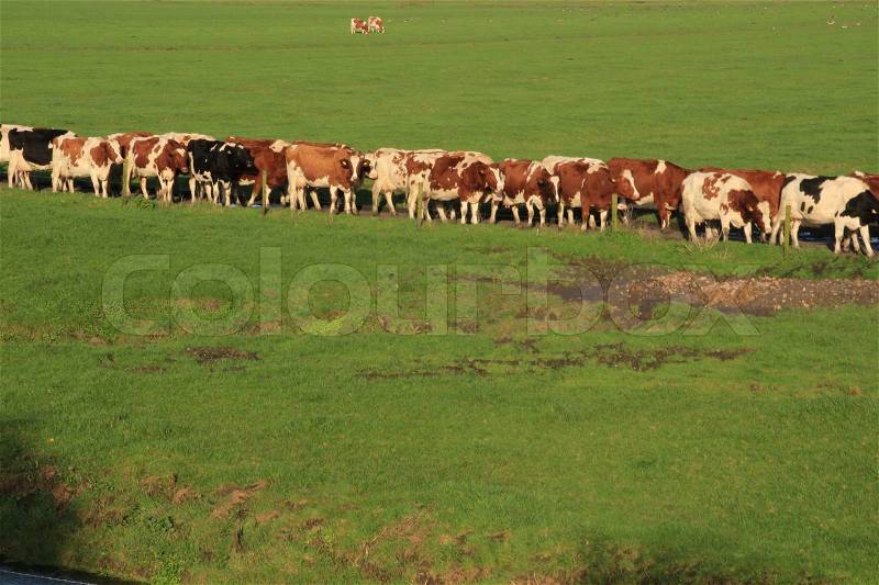 The cows wait and go to the shed for milking, stock photo