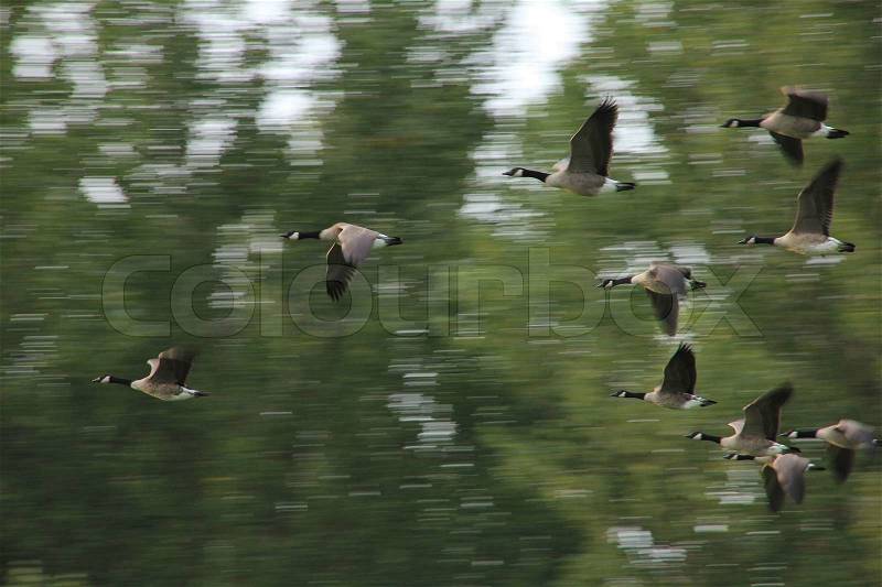 Group of canada geese flying with open wings in the sky in summertime, stock photo
