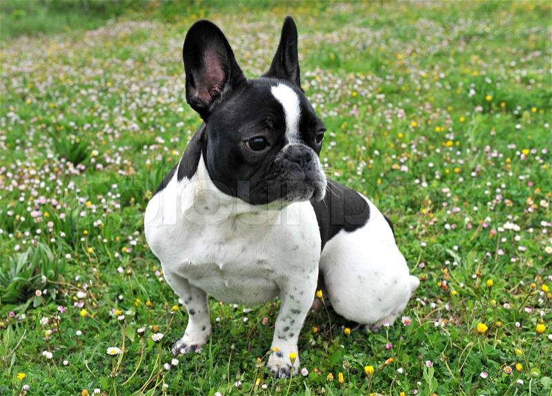 Portrait of a purebred french bouledogue in a field with flowers, stock photo