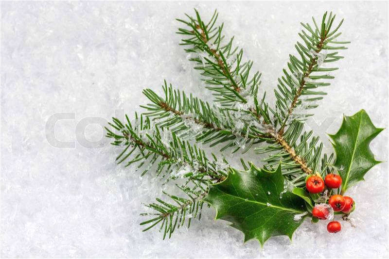 Christmas and New Year card with holly leaves and berries , stock photo