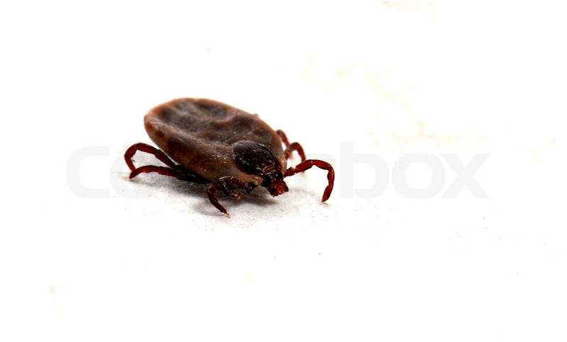 Close up of dog tick on a white background, stock photo