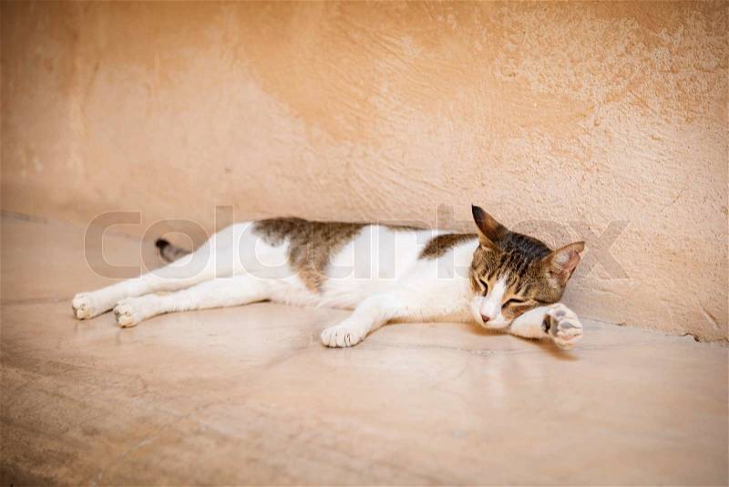 Young tired cat lies on a wall in Oman, stock photo