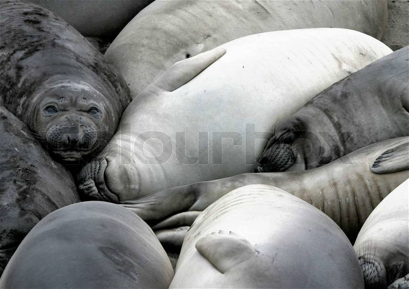 Elephant Seal Rookery ~ Young Seals Resting In A Group, stock photo