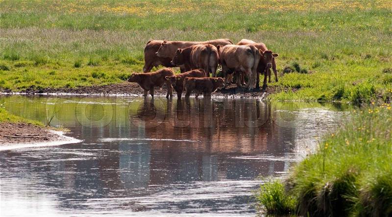 Herd of cattle?s around a stream in Denmark. River called The King?s river, stock photo