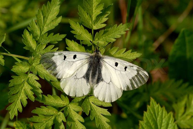 Rare butterfly. Parnassius mnemosyne, Clouded Apollo, stock photo