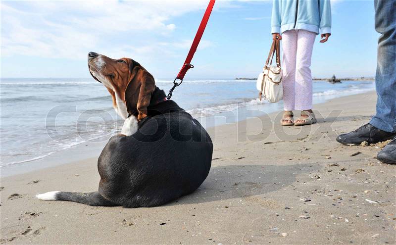 Two humans waiting their puppy basset hound because he\'s scratching on a beach, stock photo