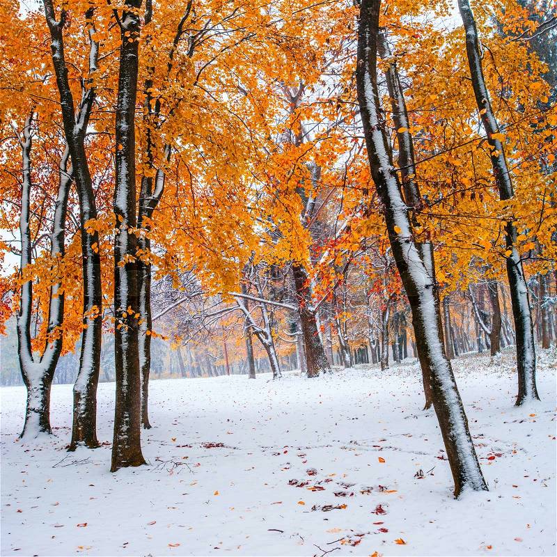October mountain beech forest with first winter snow , stock photo