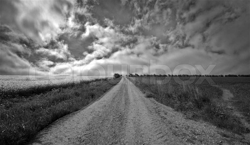 Long gravel road and fields. Rape and grass from landscape between Ribe and the North Sea, stock photo